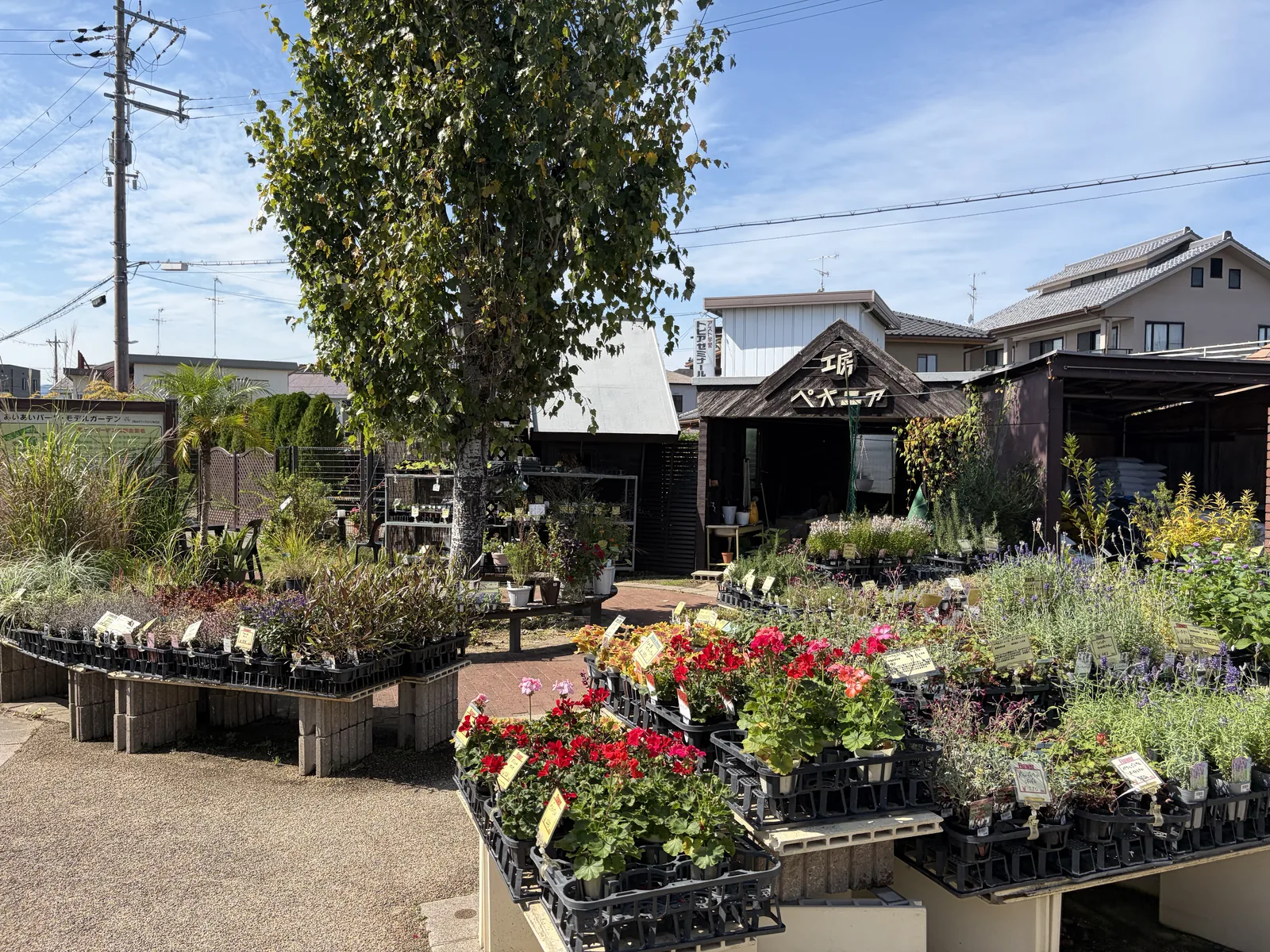 屋外の売り場に並ぶ色とりどりの花苗